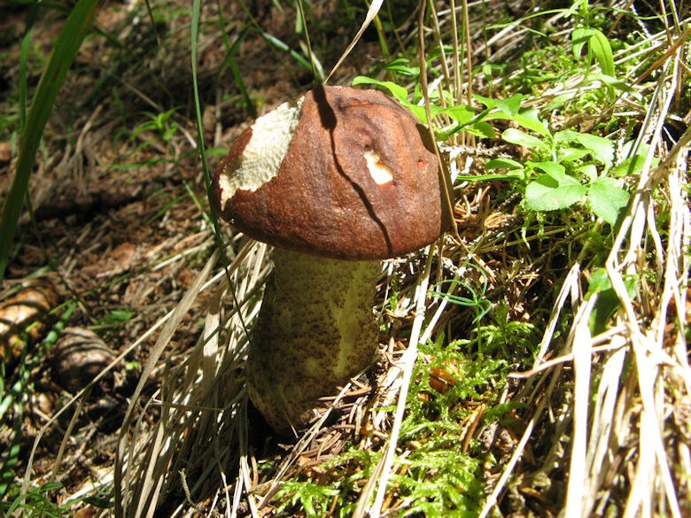 Per chi si vuol divertire!